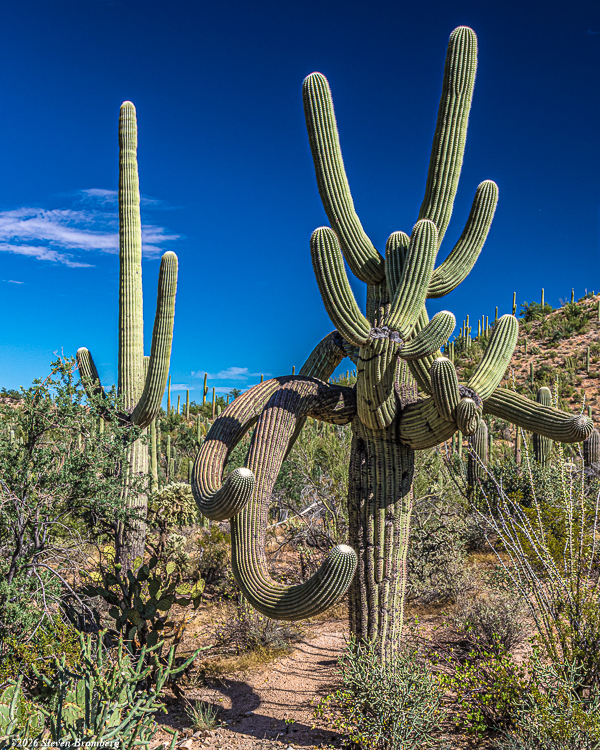 Arizona Cover